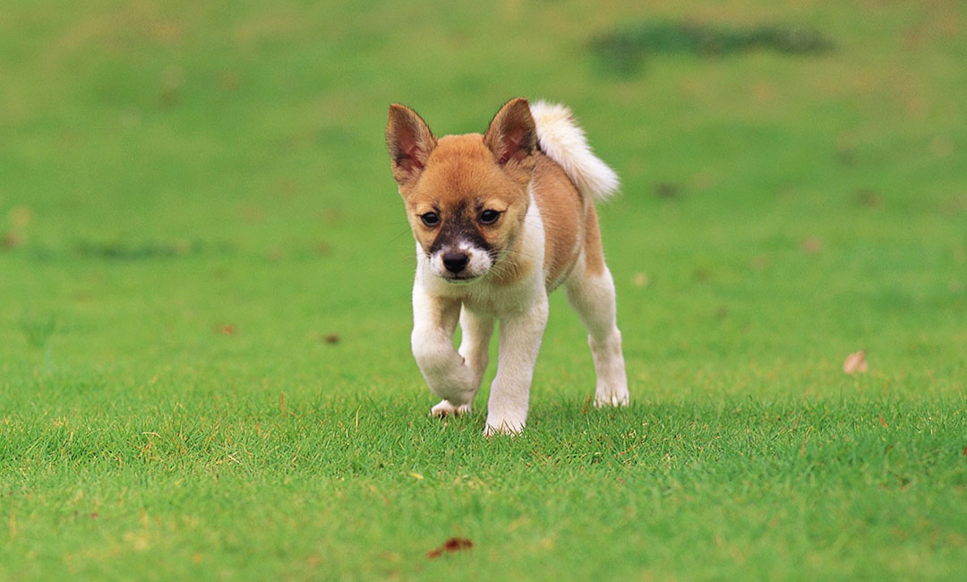 廊坊叮叮宠物商业计划书案例